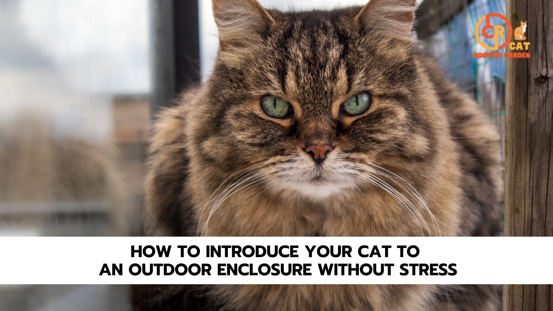 How to Introduce Your Cat to an Outdoor Enclosure Without Stress